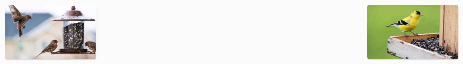 Outdoor-bird supplies. Find food, feeders & more. Shop now