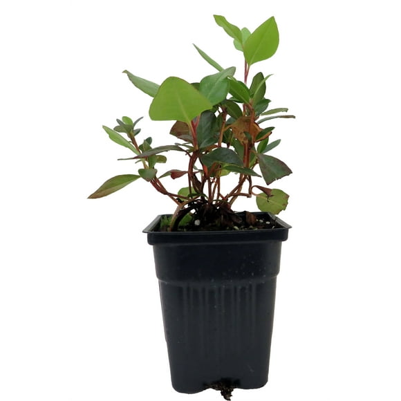 Bubblegum Rhododendron - Bubblegum Pink Blooms - 4" Pot