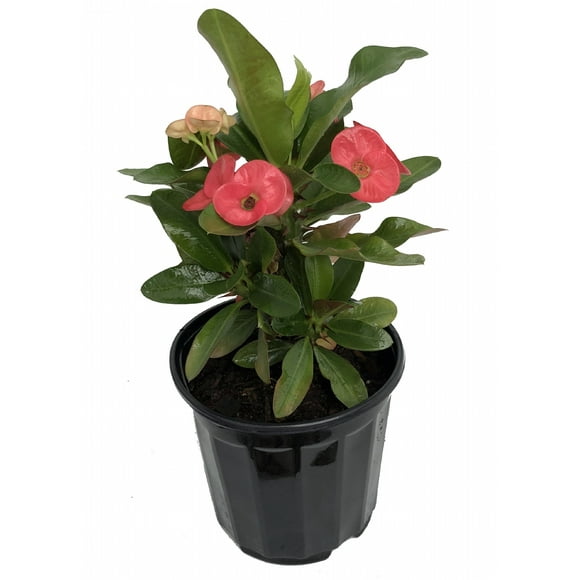 Red Crown of Thorns Plant - Euphorbia - 6" Pot