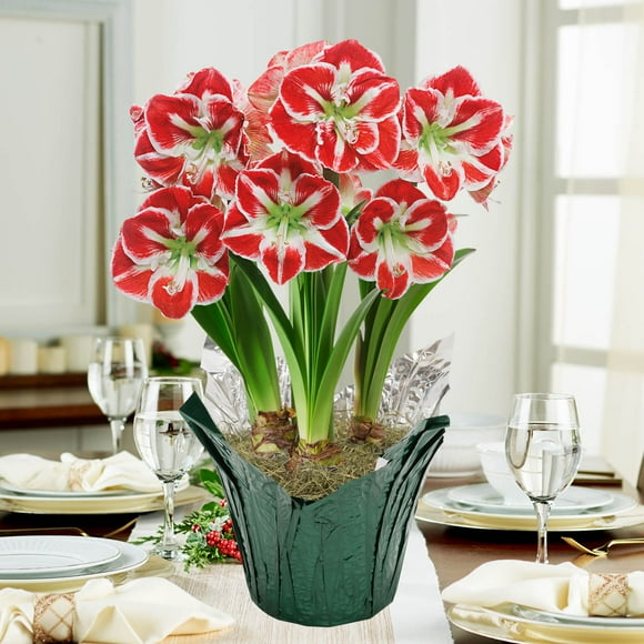 Samba Red Flowering Amaryllis (Hippaestrum) 3 Bulb Gift Kit, Planted in a Foil Wrapped 9 inch Pot