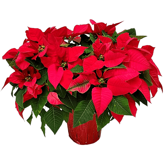 Tropical Plants of Florida 12" to 16" Red Poinsettia Live Plant with Red Planter Cover; Christmas Plant, Holiday Home Decor